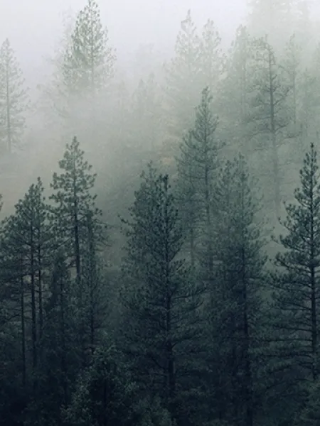 deklaracja środowiskowa